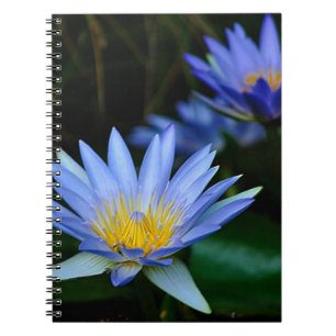 Beautiful lotus flowers and meaning notebook