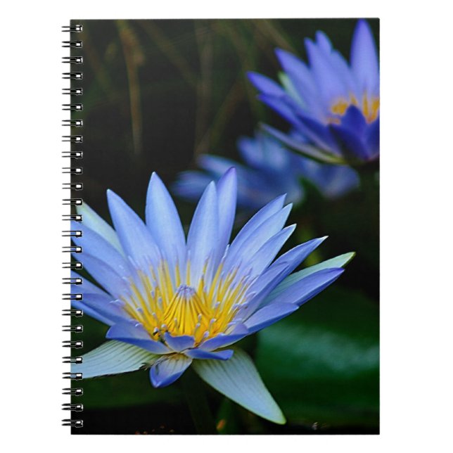 Beautiful lotus flowers and meaning notebook (Front)