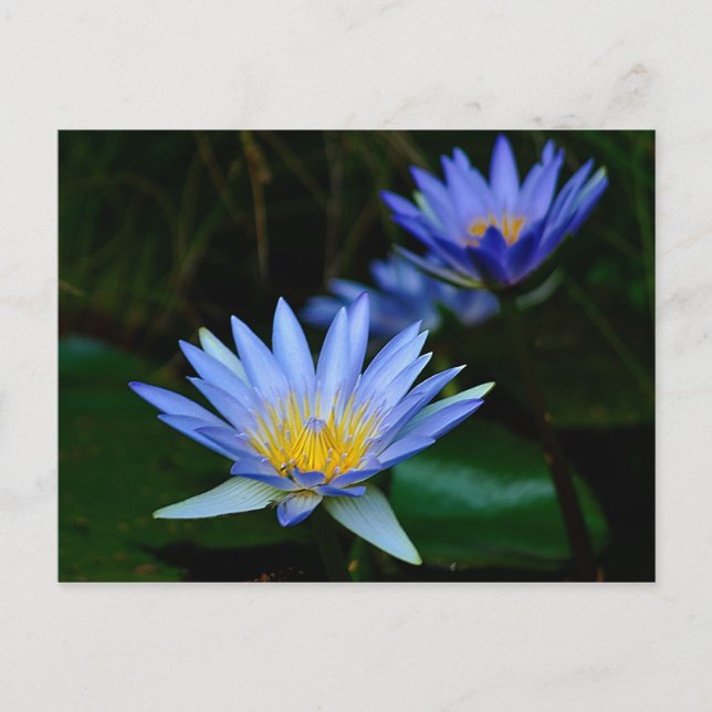 Beautiful lotus flowers and meaning postcard (Front)