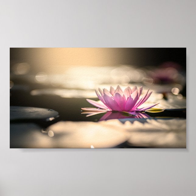 Beautiful Lotus,Lake,Zen Poster (Front)