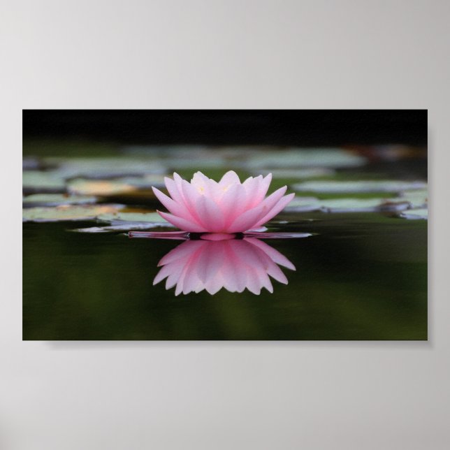 Beautiful Lotus, Zen Poster (Front)