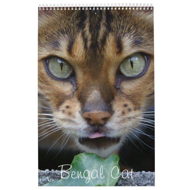 Beautiful Lovely Bengal Cats 2025 Calendar (Cover)