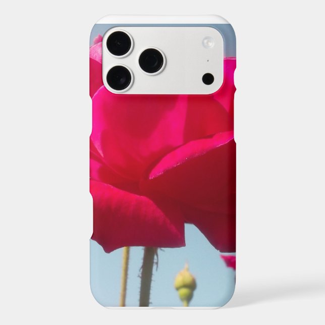 Beautiful Lovely Celestial Rose Red Against Blue  (Back)