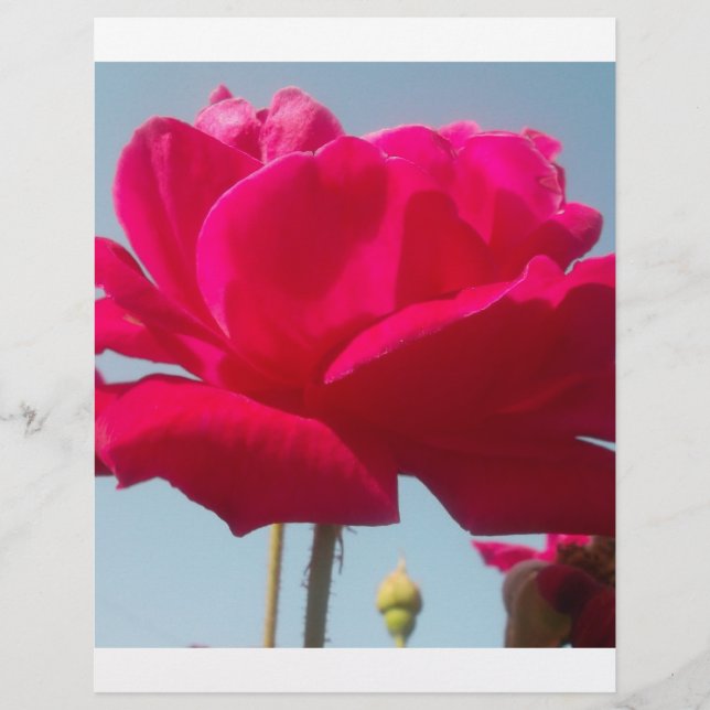 Beautiful Lovely Celestial Rose Red Against Blue  (Front)