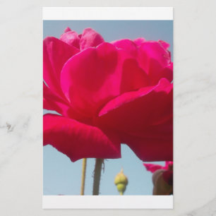 Beautiful Lovely Celestial Rose Red Against Blue