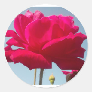 Beautiful Lovely Celestial Rose Red Against Blue  Classic Round Sticker