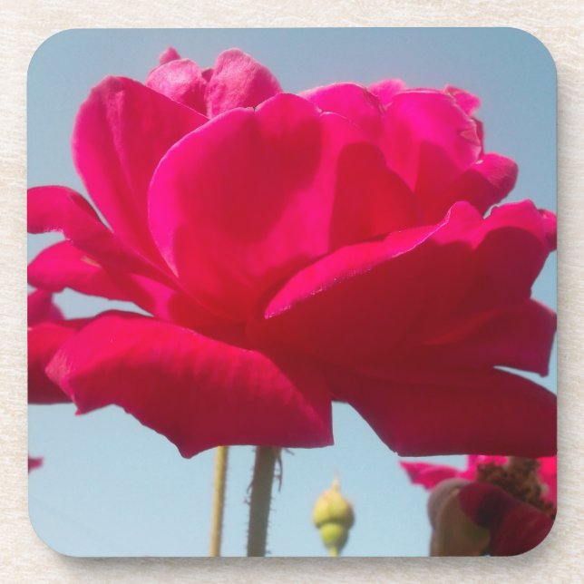 Beautiful Lovely Celestial Rose Red Against Blue  Coaster (Front)