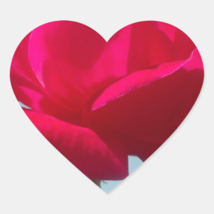 Beautiful Lovely Celestial Rose Red Against Blue  Heart Sticker