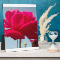 Beautiful Lovely Celestial Rose Red Against Blue 