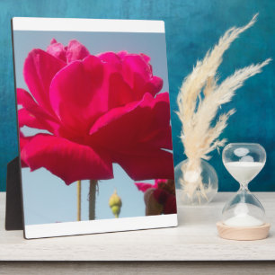 Beautiful Lovely Celestial Rose Red Against Blue  Plaque