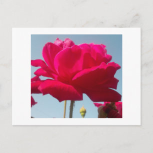 Beautiful Lovely Celestial Rose Red Against Blue  Postcard