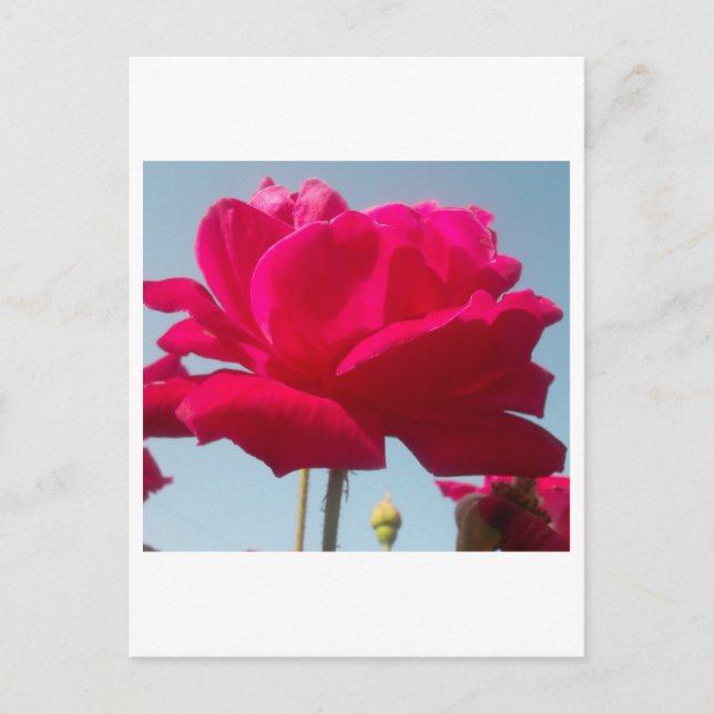 Beautiful Lovely Celestial Rose Red Against Blue  Postcard (Front)