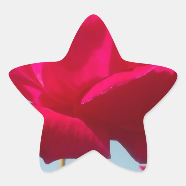 Beautiful Lovely Celestial Rose Red Against Blue  Star Sticker (Front)