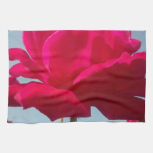 Beautiful Lovely Celestial Rose Red Against Blue Tea Towel