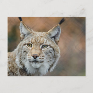 Beautiful lynx foreground postcard