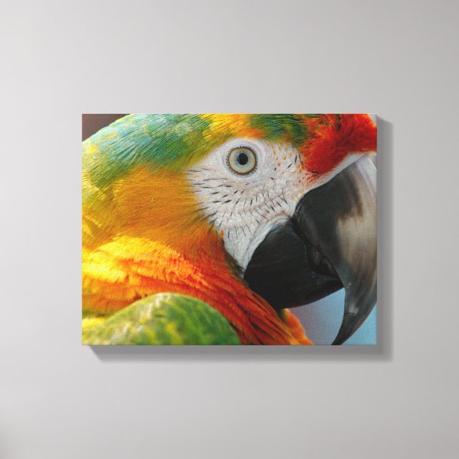 Beautiful Macaw Canvas Print (Front)