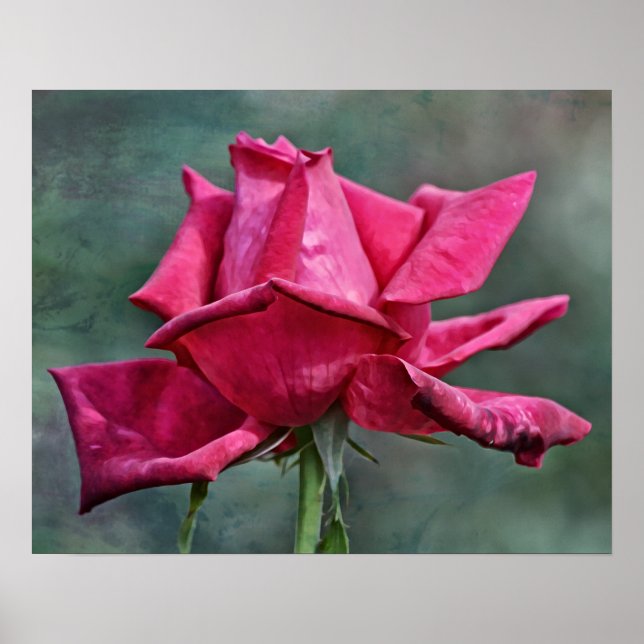 Beautiful Magenta Pink Rose Photographic Art Print (Front)
