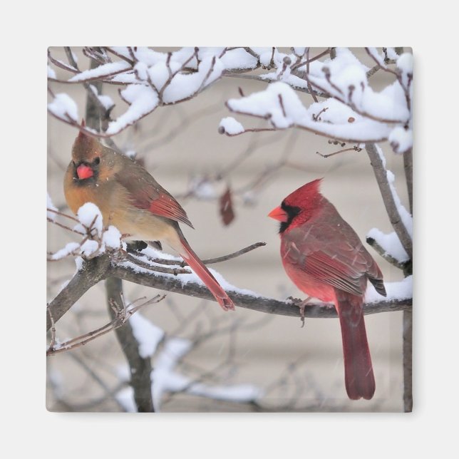 Beautiful magnet shows red cardinals in the snow (Front)