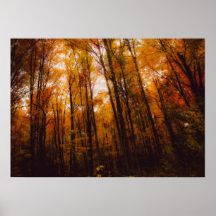 Beautiful Majestic Trees In Autumn Forest Poster