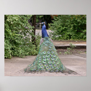 Beautiful male peacock poster