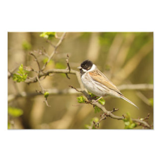 Beautiful Male Reed Bunting Photo Print