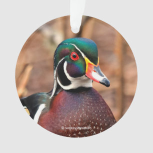 Beautiful Male Wood Duck in the Woods Ornament
