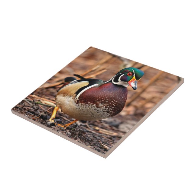 Beautiful Male Wood Duck in the Woods Tile (Side)