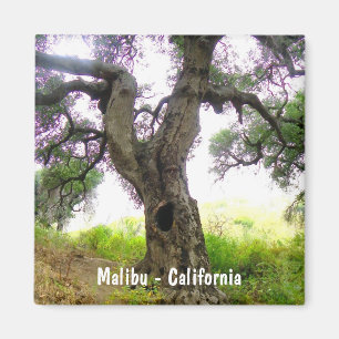 Beautiful Malibu Magnet! Magnet