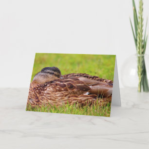 Beautiful Mallard Duck Get Well Card