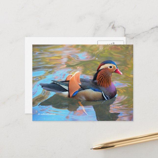 Beautiful Mandarin Duck in the Pond Postcard (Front/Back In Situ)