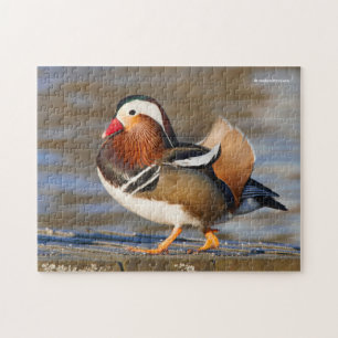 Beautiful Mandarin Duck on the Boardwalk Jigsaw Puzzle