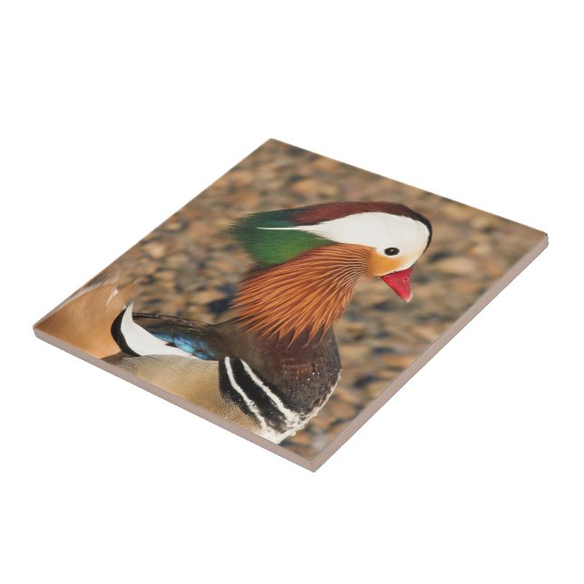 Beautiful Mandarin Duck on the Rocks Tile (Side)