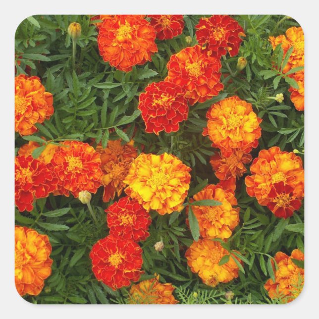 Beautiful Marigolds Sticker Set (Front)