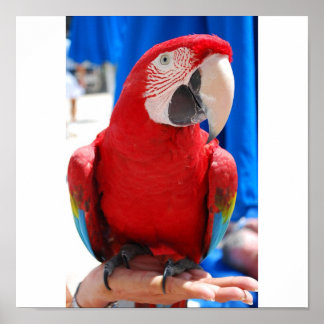 Beautiful McCaw Poster