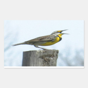 Beautiful meadowlark with yellow and grey markings rectangular sticker