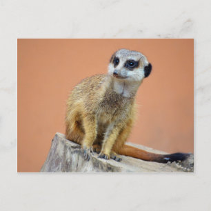 Beautiful meerkat postcard