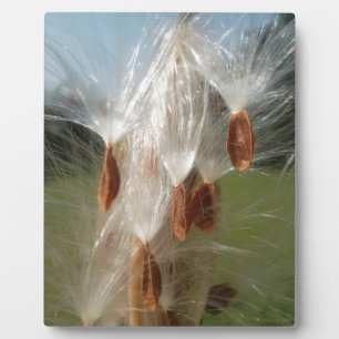 Beautiful Milkweed Magic: A Skyward Flight Design Plaque