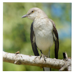Beautiful Mockingbird bird Tile