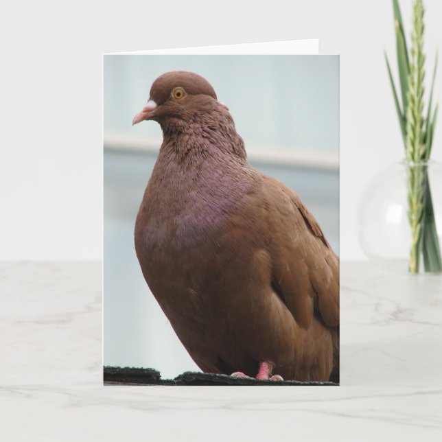 Beautiful Modena Pigeon named Big Red Card (Front)