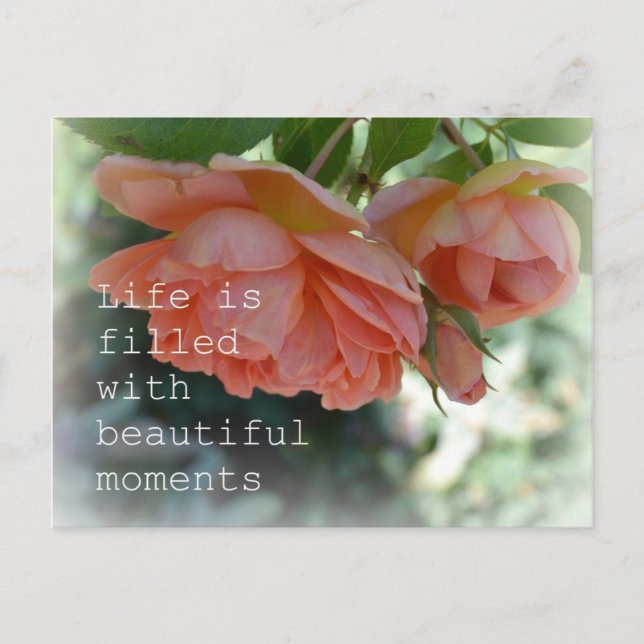 Beautiful Moments Roses Post Card (Front)