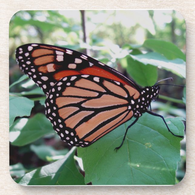 Beautiful Monarch Butterfly Coaster Set (Front)
