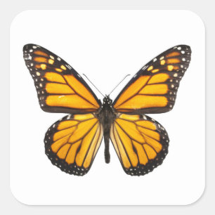 Beautiful Monarch Butterfly Orange Black Square Sticker