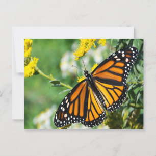 Beautiful Monarch Butterfly Postcard