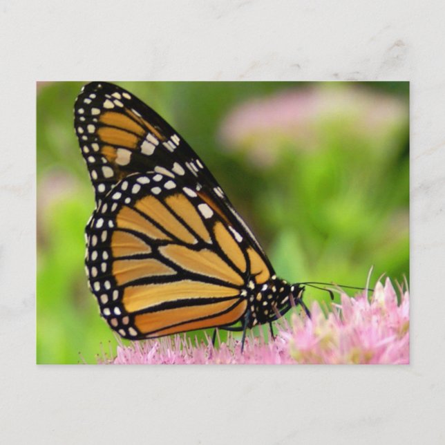 Beautiful Monarch Butterfly Postcard (Front)