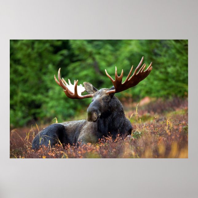 Beautiful moose with big antlers poster (Front)