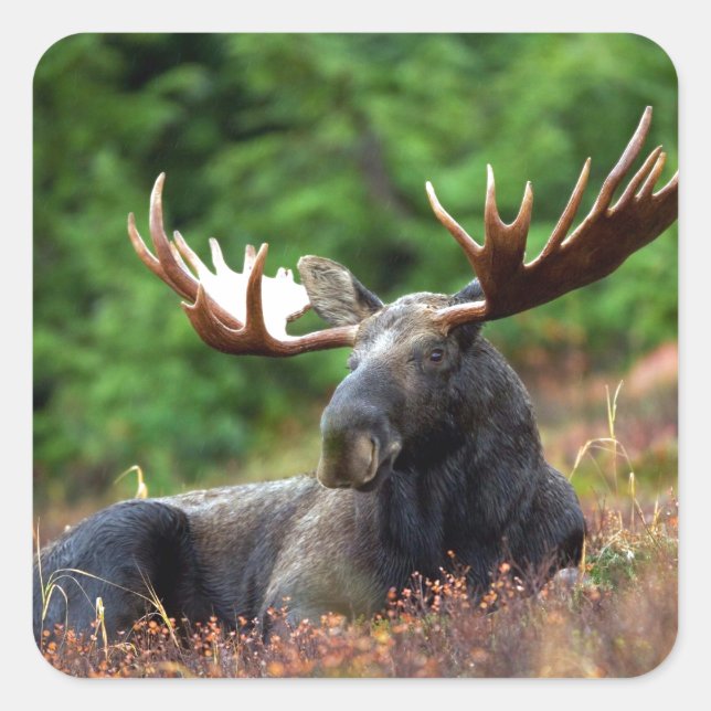 Beautiful moose with big antlers square sticker (Front)
