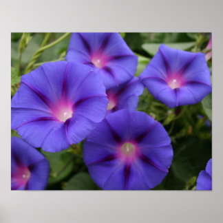 Beautiful Morning Glories in Bloom Poster