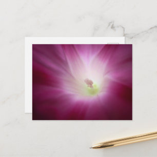 Beautiful Morning Glory Brilliant Pink Flower Art Postcard