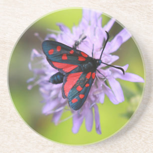 Beautiful Moth Coaster