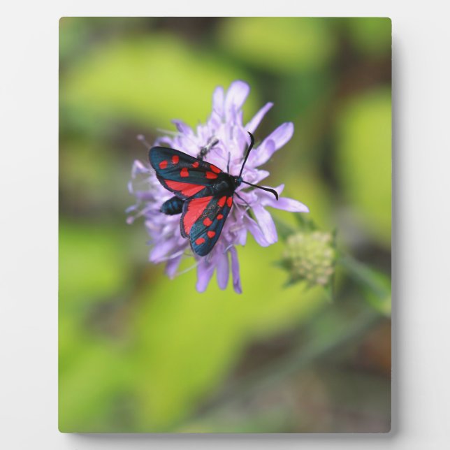 Beautiful Moth Plaque (Front)